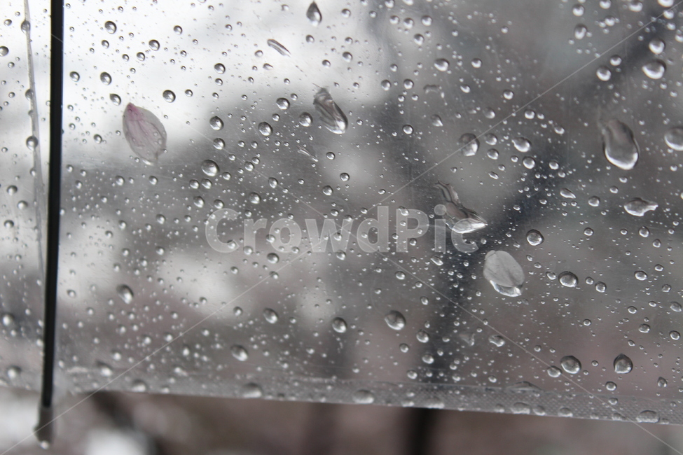 비,rain,벚꽃,봄비,봄,spring,꽃나무,빗방울,landscape,풍경