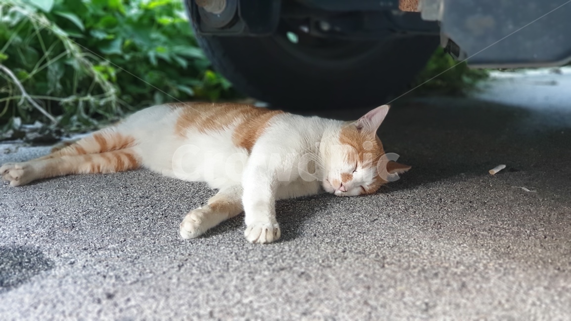 고양이,길고양이,도둑고양이,동물,cat,animal,포유류,낮잠,휴식,여유,자동차,아스팔트,야옹이,냐옹이,담배꽁초,그늘,동물,animal,포유류,mammal,고양이,cat,kitten,kitty