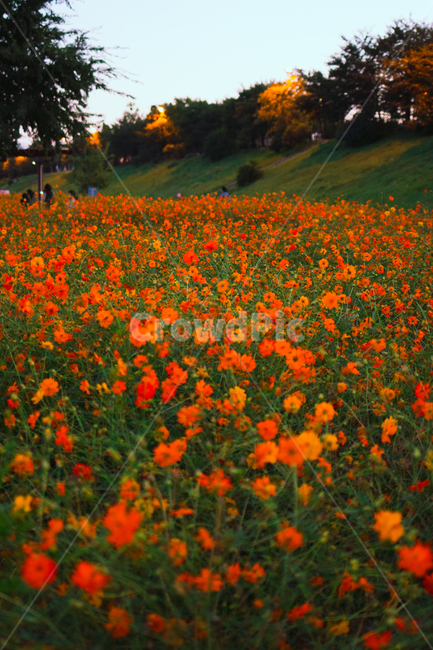 황화코스모스,코스모스,가을꽃,가을,꽃,cosmos,fall,autumn,식물,자연,nature,flower,안양천,orangecosmos,꽃밭,가을,계절,fall,autumn,season,자연,풍경,nature,landscape,식물,plants,꽃,flower,plant