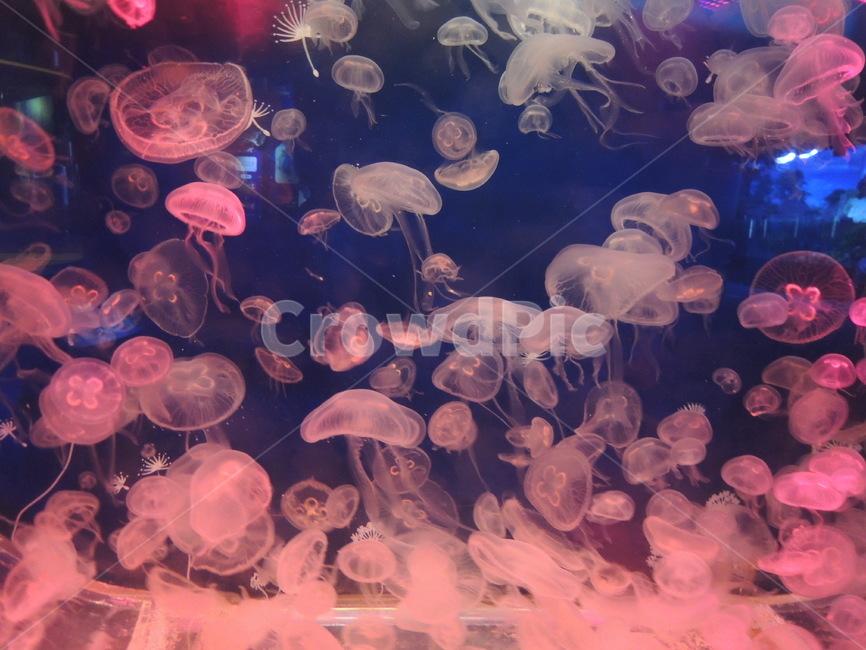 해파리,핑크색,몽환적인,신비로운,아름다운,백그라운드,texture,pink,beautiful,역동적인,동물,animal