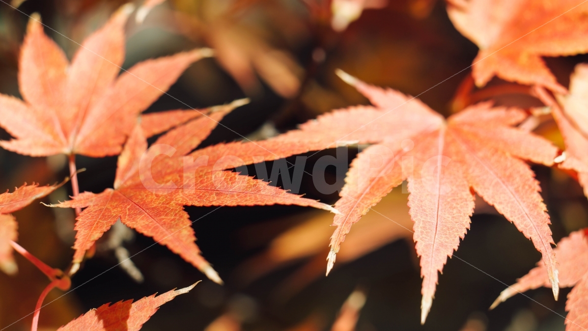 단풍잎,단풍,가을,자연,나뭇잎,낙엽,빨간색,주황색,가을,계절,fall,autumn,season,식물,자연,plants,nature,감성,sensible,feeling,leaf,잎,plant,tree,나무,maple