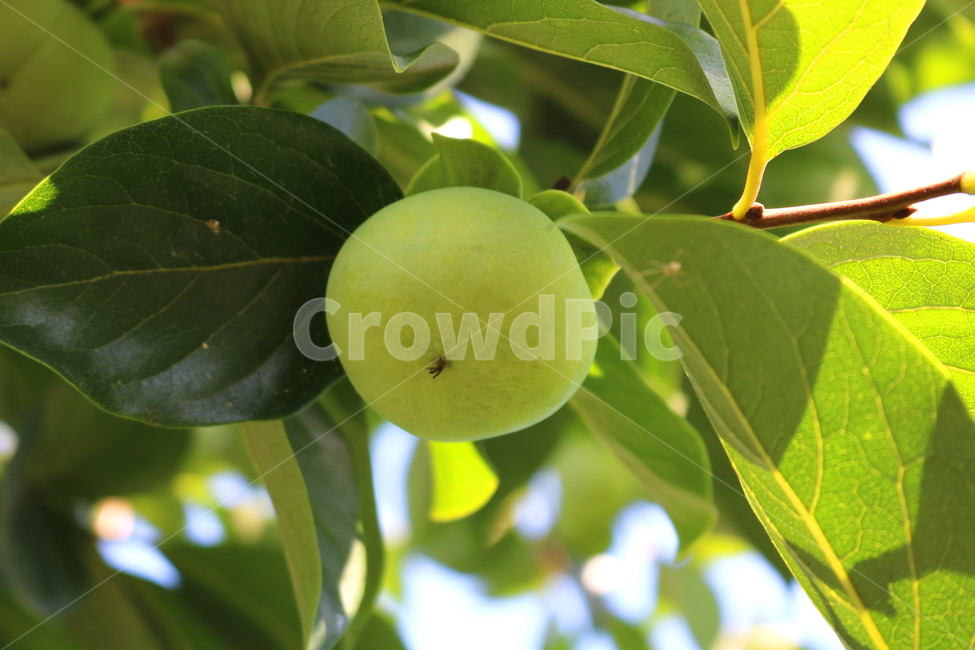 감,나무,감나무,식물,과일,열매,자연,식물,자연,plants,nature,과일,열매,fruit