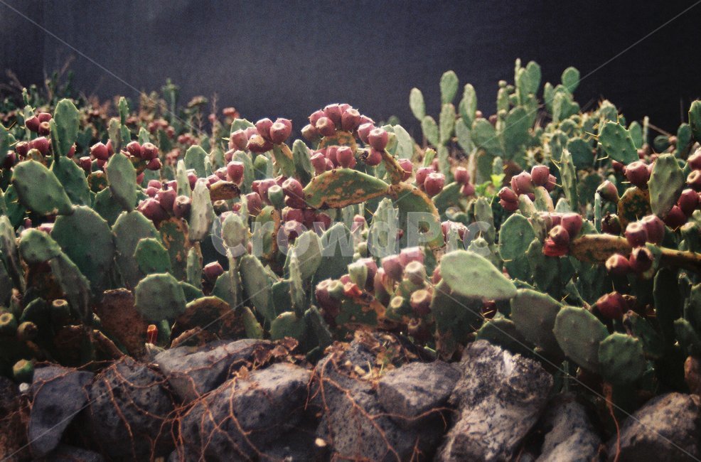 제주,돌담,현무암,선인장,백년초,필름,필름사진,jeju,wall,cactus,film