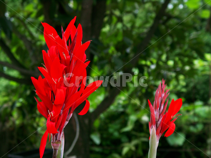 꽃,칸나,칸나꽃,칸나식물,화단,식물,자연,plants,nature,꽃,flower