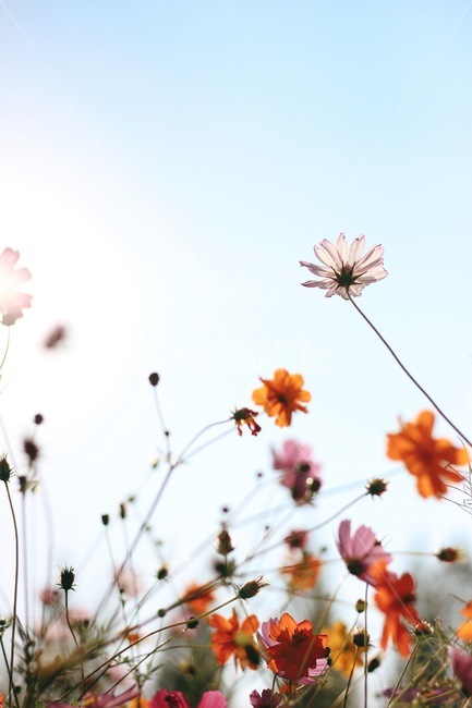 햇살,가을,꽃,코스모스,분홍,핑크,sun,sunshine,autumn,flower,pink,pretty,beautiful,감성,감성사진,가을,계절,fall,autumn,season,식물,자연,plants,nature,꽃,flower,plant,leaf,잎,petal,꽃잎,blossom