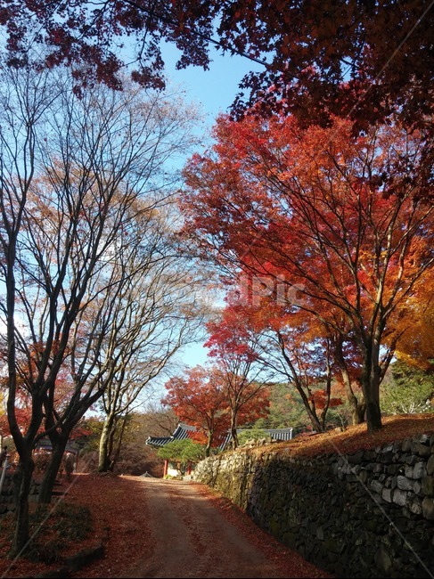 가을,나무,단풍,산,식물,가을,계절,fall,autumn,season
