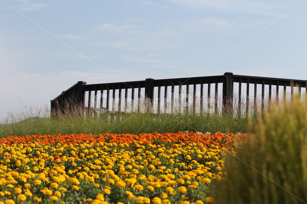 꽃,꽃밭,포토존,전망대,노랑꽃,붉은꽃,꽃잔치,꽃축제,식물,자연,plants,nature,꽃,flower