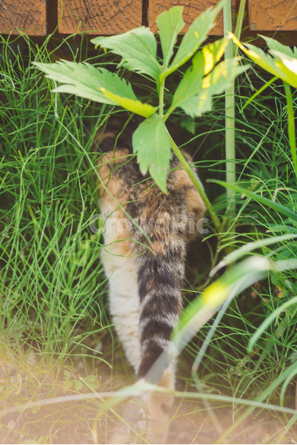 고양이,캣,냥냥이,길고양이,삼색이,치즈냥,냥,cat,동물,동물,animal,포유류,mammal,고양이,cat,kitten,kitty