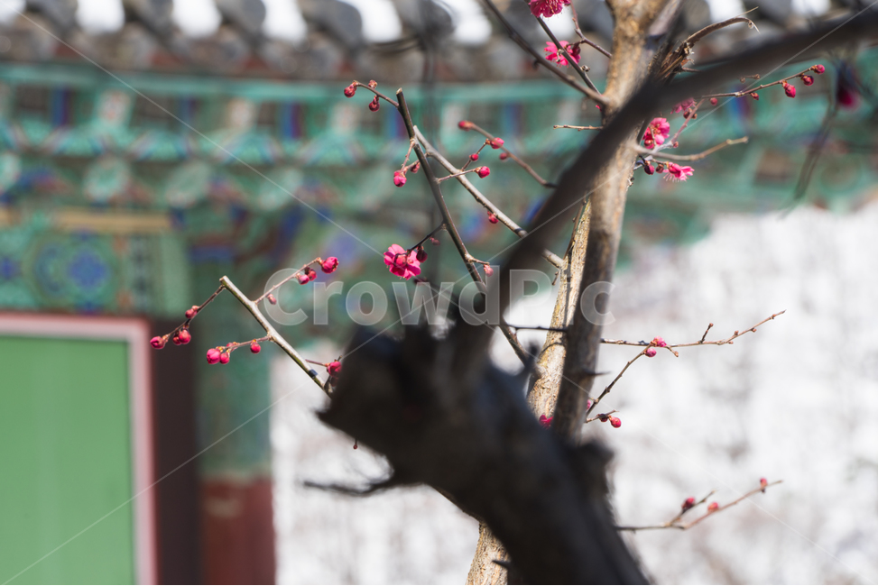 초봄,매화,꽃,봄,봄꽃,아름다움,감성,봄,계절,spring,season,식물,자연,plants,nature,꽃,flower,plant