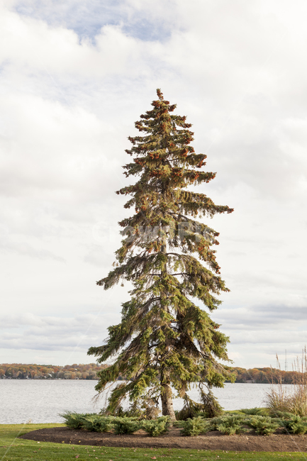 A national park,nature,christmas tree,Muskoka,tree,christmastree,water,fir,muskoka,Canada,outdoors,canada,Maple tree,plant,lake,Maple