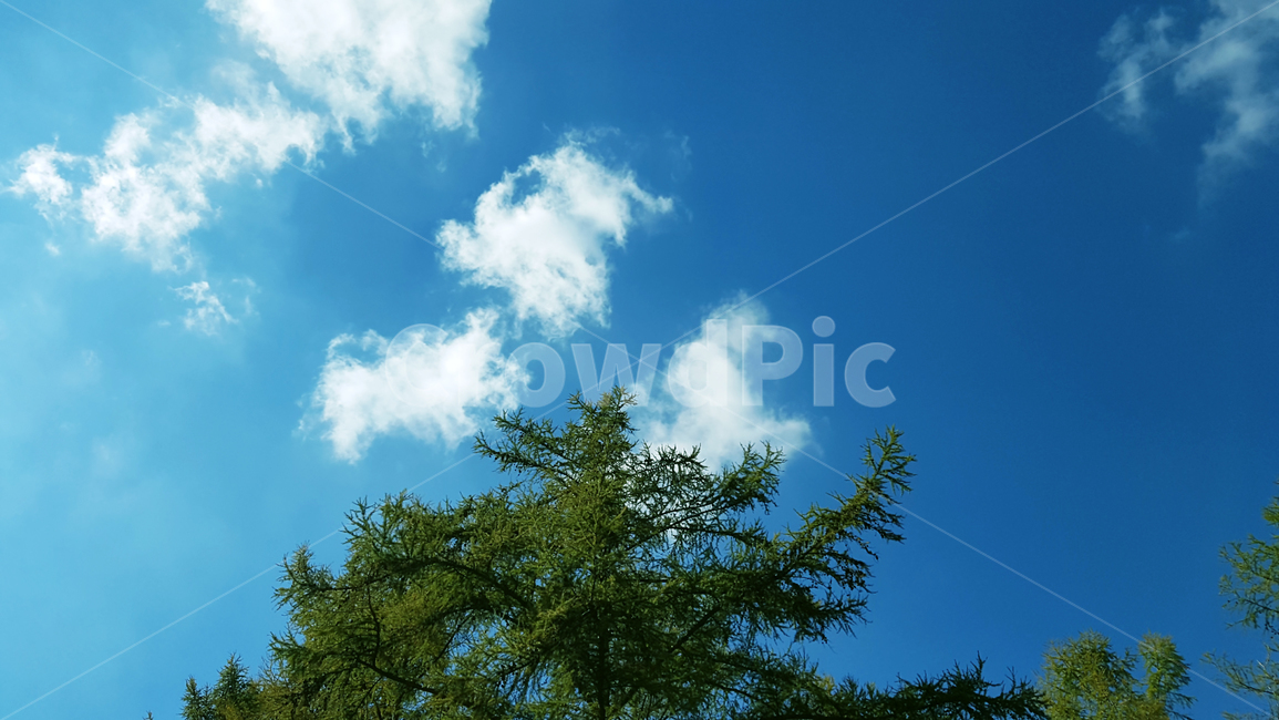 하늘,나무,소나무,자연,구름,풍경,맑음,cloud,tree,sky,clean,자연,풍경,nature,landscape,outdoors,옥외