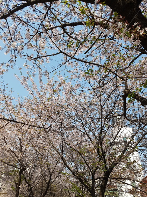 봄,벚꽃,spring,season,sakura,봄,계절,spring,season,자연,풍경,nature,landscape,plant,식물,tree,나무,tree trunk,나무 줄기