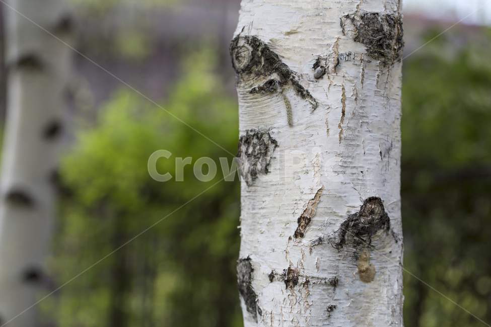나무,자작나무,줄기,껍질,애벌레,식물,자연,plants,nature,나무,trees,wood