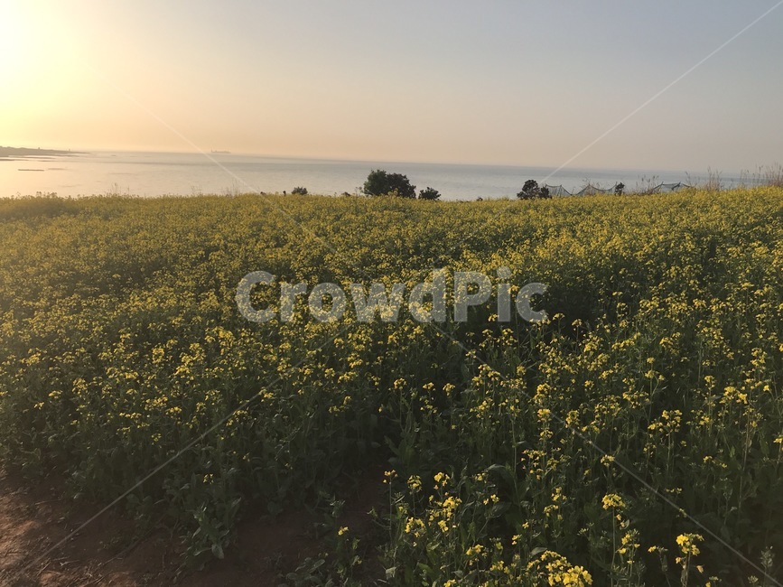 제주도,유채꽃,함덕해수욕장,바다,노을,유채꽃밭,rapeflower,ocean,sea,sunset,자연,풍경,nature,landscape,grassland,목초지,field,들,outdoors,옥외,rural,농촌,farm,농장