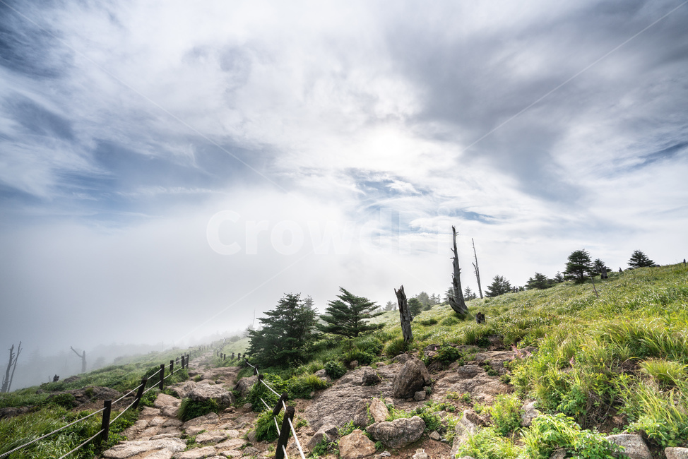 지리산,나무,안개,구름,자연,풍경,산,자연,풍경,nature,landscape,tree,plant,식물