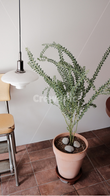식물,화분,감성,공간,조명,의자,식물,자연,plants,nature,실내용화초,화분,화초,house plant