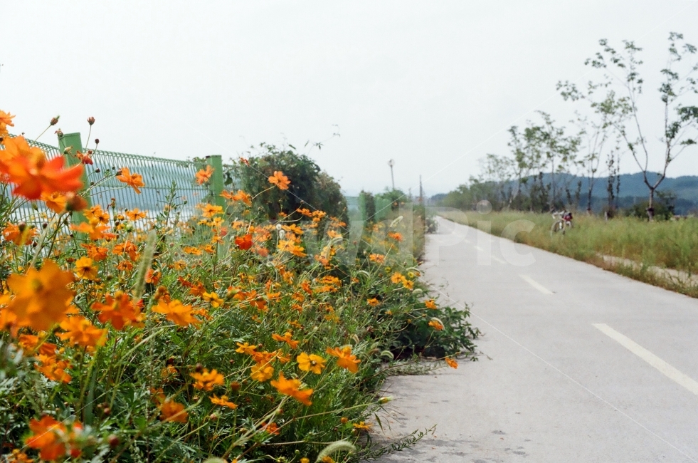 금계국,꽃,자전거길,금계국꽃,필름사진,자연,풍경,nature,landscape,교통,교통수단,traffic,transportation
