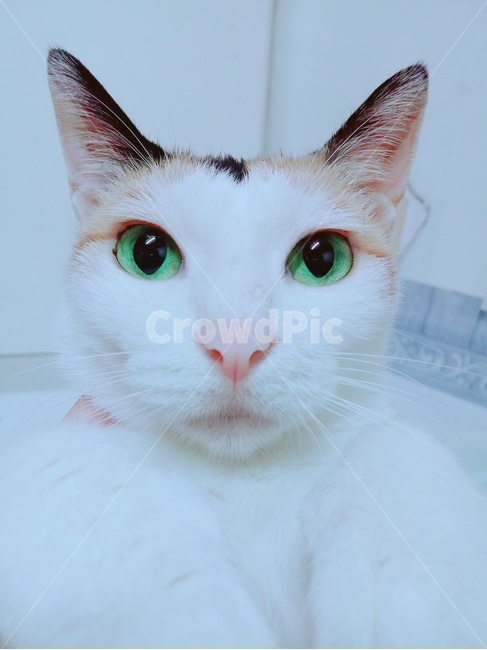 고양이,삼색고양이,삼색이,코리안숏헤어,토종고양이,사랑스러운,동물,animal,포유류,mammal,고양이,cat,kitten,kitty