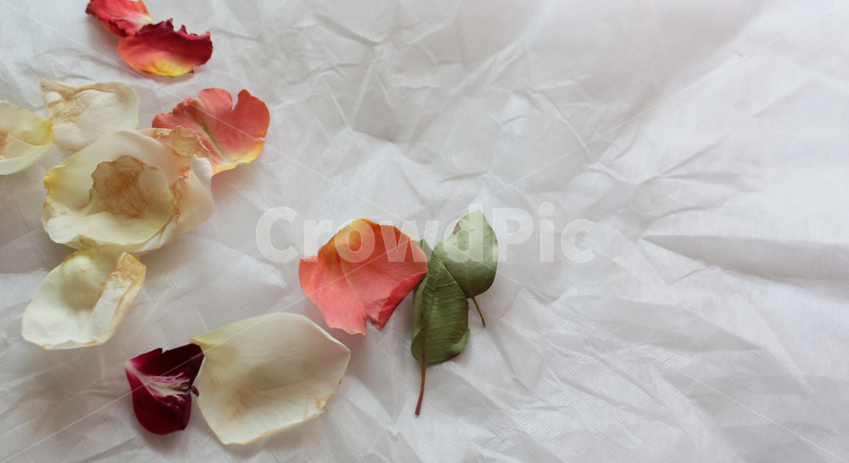 꽃,시든꽃,꽃잎,flower,petal,식물,자연,배경,plants,시든,천,잎,background,withered,흰배경