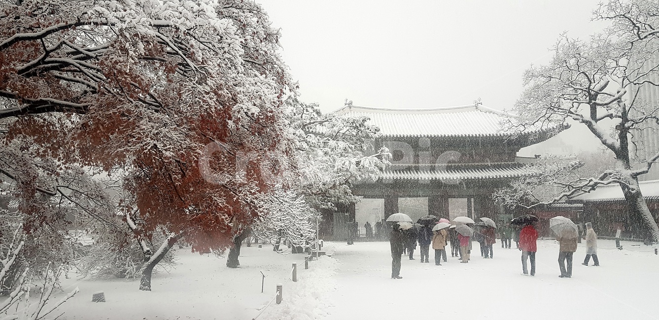 창덕궁,설경,첫눈,서설,고궁,palace,firstsnow,changdeokgungpalace,겨울,계절,winter,season,한국전통,한국문화,korean traditional,korean culture,사람들,대중,군중,other people,crowd,건축물,건물외관,exterior,building,structure,architecture,construction
