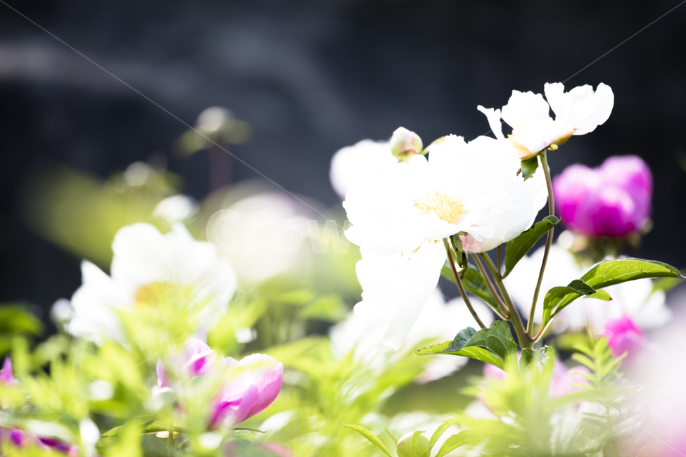 봄꽃,작약,작약꽃,식물,자연,꽃봉오리,flower,nature,화사한,꽃사진,식물,자연,plants,nature,꽃,flower