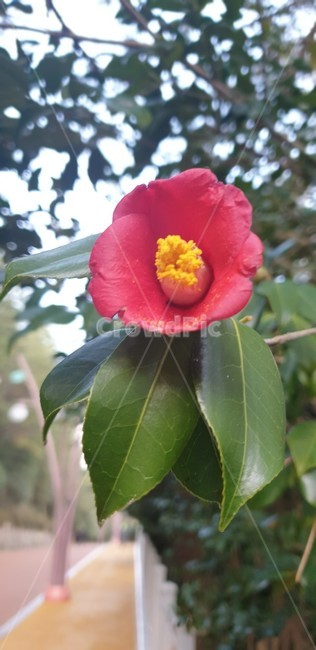꽃,flower,식물,blossom,동백꽃