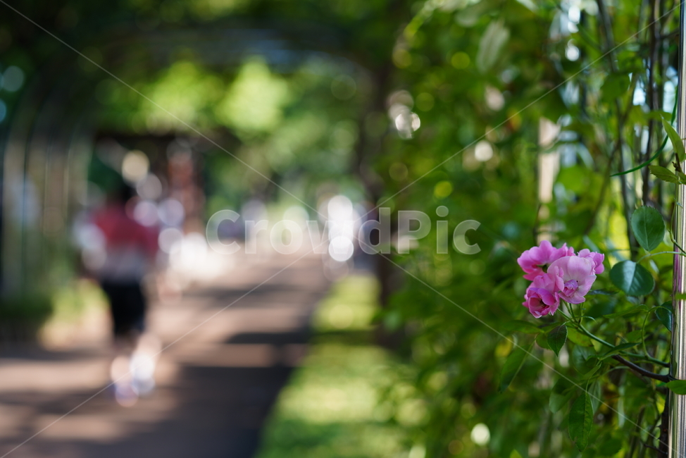 꽃,식물,생물,플라워,flower,plant,식물,자연,plants,nature,꽃,flower
