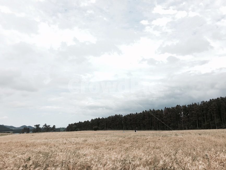 옥외,목초지,field,자연,nature,메밀꽃
