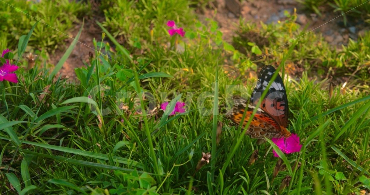 꽃,나비,자연,풍경,배경,일상,감성사진,색감,식물,자연,plants,nature,꽃,flower,동물,animal,곤충,벌레,insect,bug