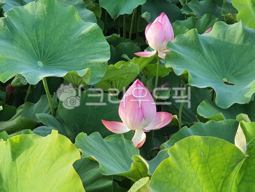 연꽃,꽃,blossom,연잎,핑크꽃