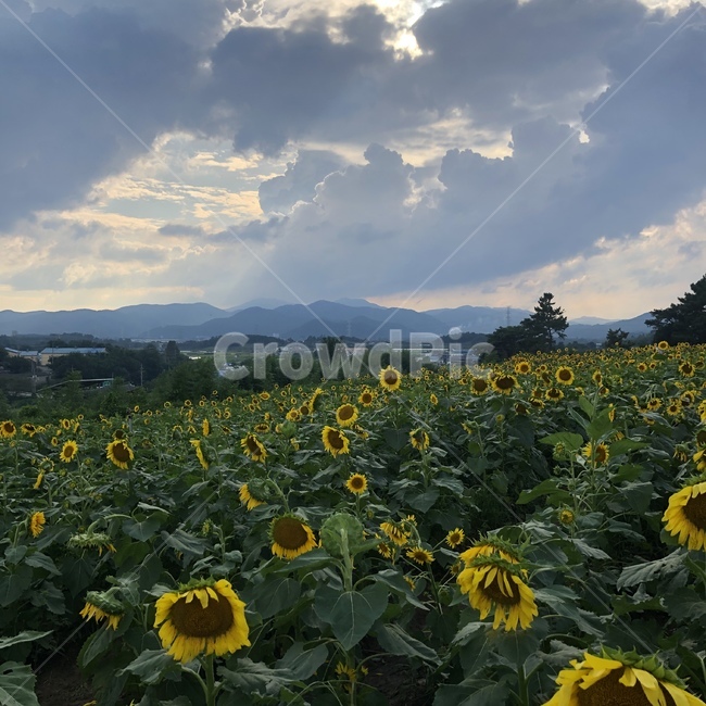 해바라기,꽃,하늘,sunflower,식물,flower,자연,풍경,nature,landscape,식물,plants,꽃,flower,plant,blossom