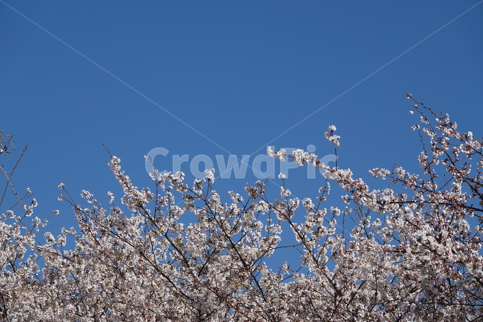 blossom,flower,꽃,식물,plant,식물,자연,plants,nature,꽃,flower
