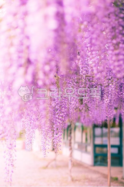 보라,purple,등나무,등꽃,꽃,꽃잎,핑크