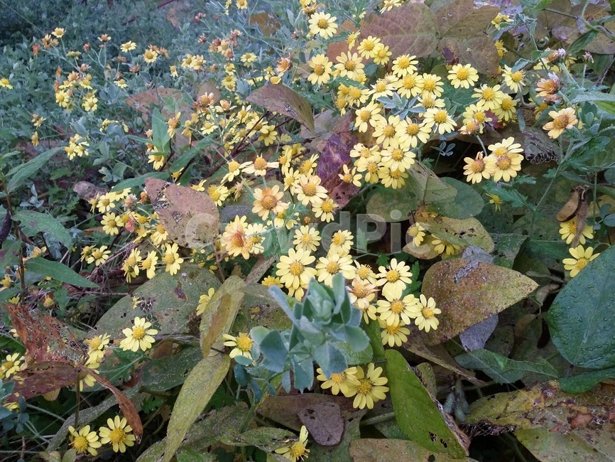 plant,식물,꽃,자연,flower,식물,자연,plants,nature,꽃,flower