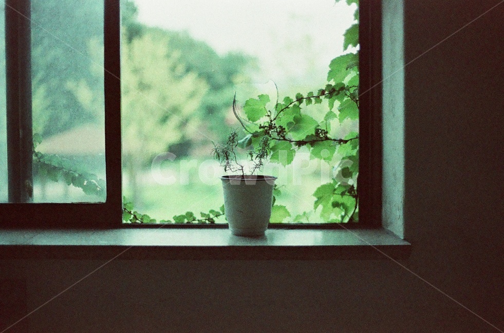 유리창,창문,창가,화분,덩굴,식물,필름사진,초록,window,pot,plant,green,식물,자연,plants,nature