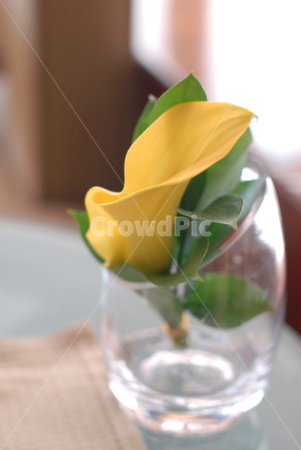 plant,식물,flower,꽃병,꽃,인테리어,데코레이션,decoration
