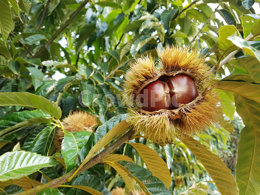 밤,밤송이,밤나무,가을,잎,나무,나뭇잎,식물,plant,나무,trees,wood,과일,열매,fruit
