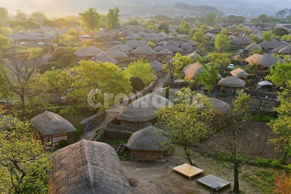 전남,순천,낙안읍성,읍성,낙안읍성봄,봄,계절,연두색,감나무,초가지붕,조기,농촌,scenery,풍경,outdoors,옥외,nature,자연,landscape,경치