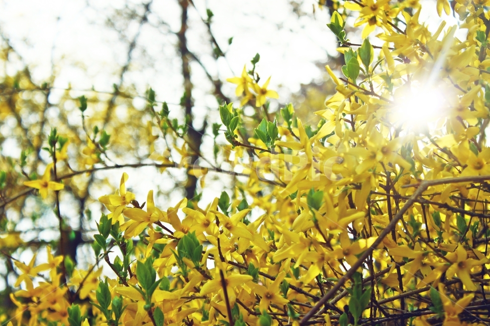 개나리,만개,꽃,봄꽃,노랑색,나무,봄철,하늘,남산,햇빛,햇살,sun,yellow,식물,자연,plants,nature,꽃,flower