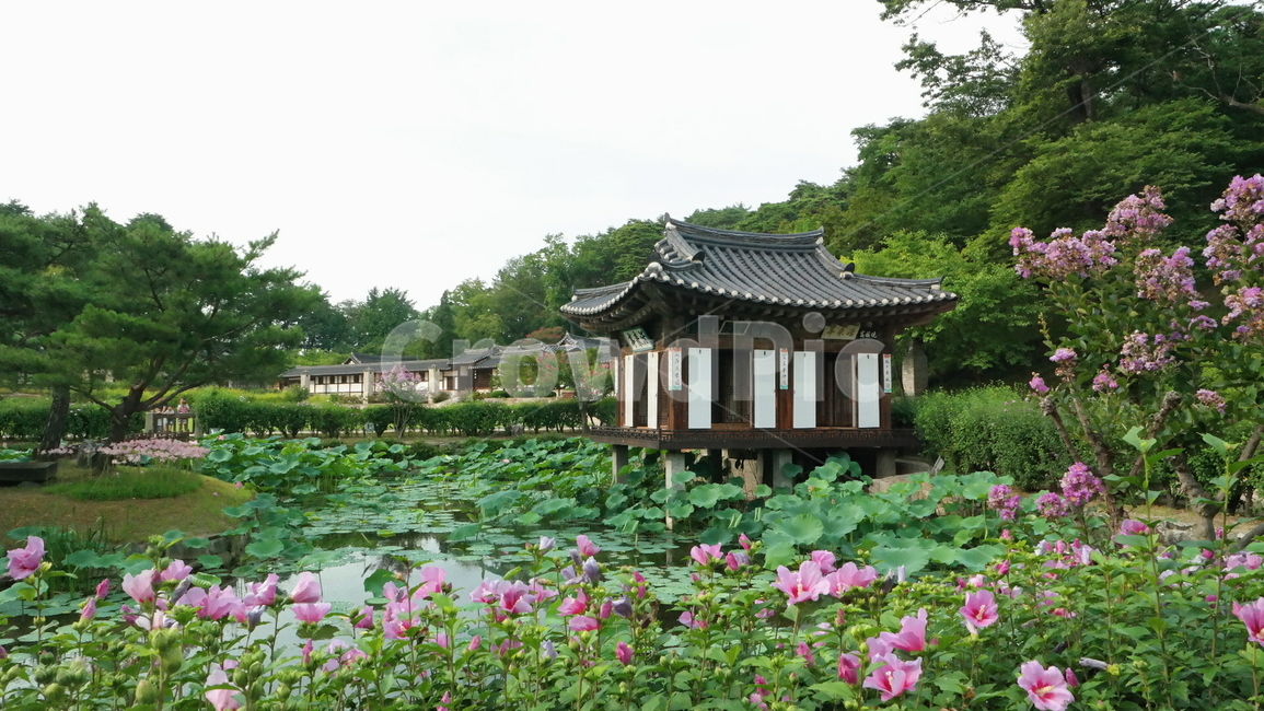 선교장,강릉선교장,연못,sungyojang,강릉,연꽃,무궁화,한옥,자연,pond,gangneng,lotus,hanok,nature,mugunghwa,자연,풍경,nature,landscape,한국자연풍경,한국자연경관,korea nature landscape,한국전통,한국문화,korean traditional,korean culture,outdoors,옥외