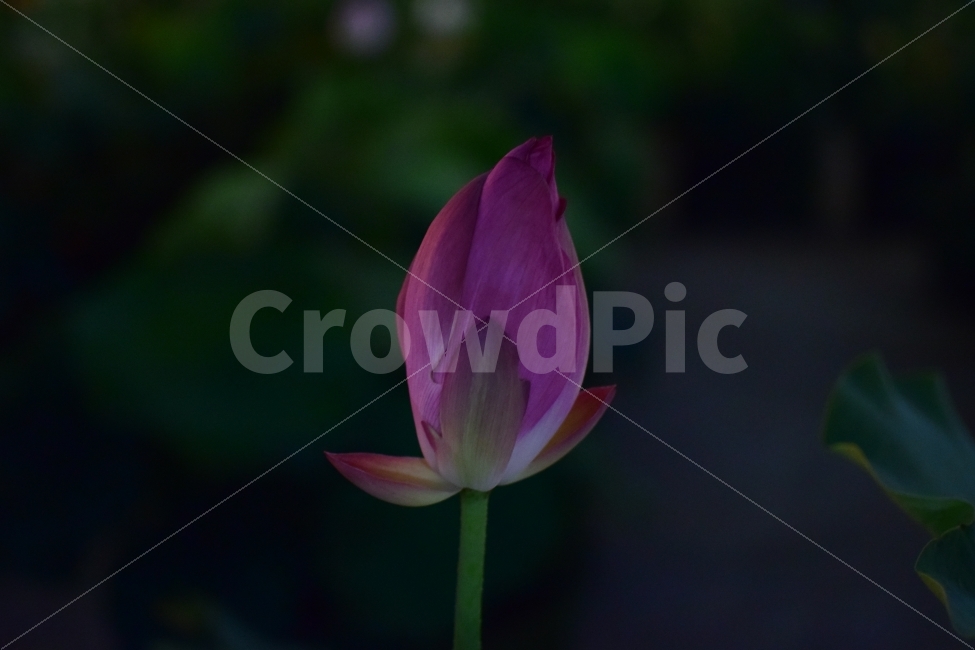 연꽃,봉우리,꽃,분홍,저녁,식물,자연,plants,nature,꽃,flower