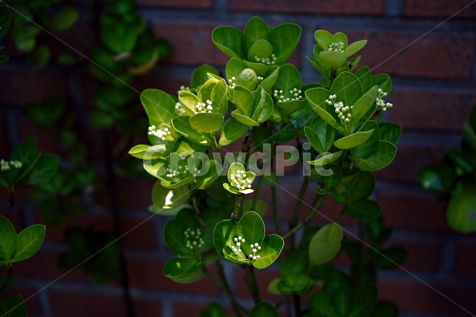 사철나무,녹색,연두색,식물,자연,사철나무꽃,잔꽃,여러해살이,spindletree,stafftree,상록관목,정원수,울타리,상록수,노박덩굴과,evergreen,raindrops,leaves