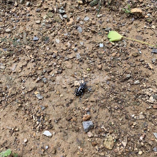 벌레,곤충,자연,insect,bug
