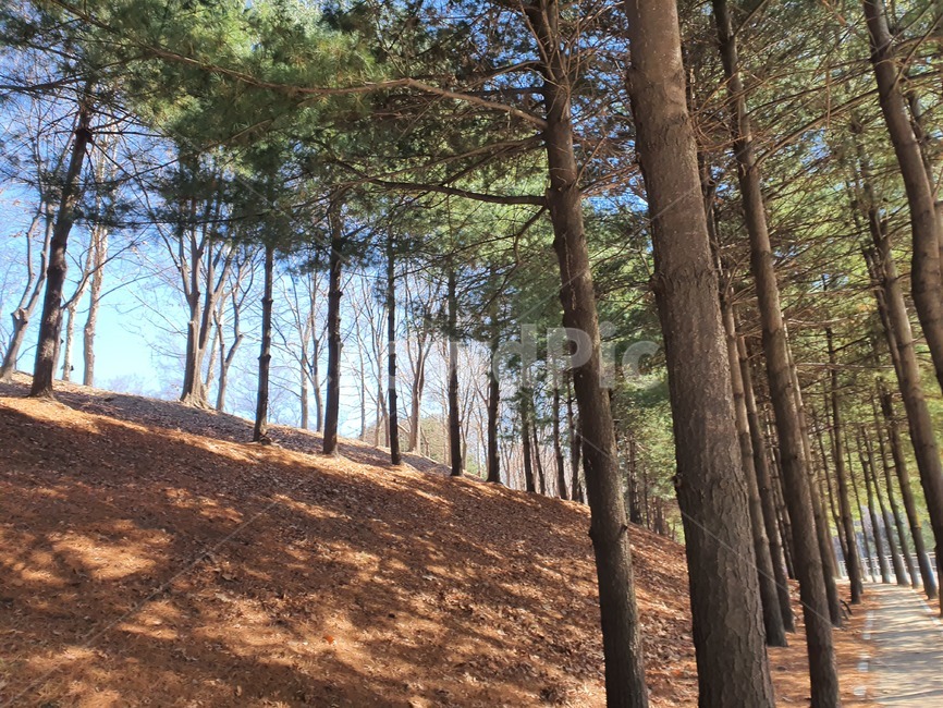나무,소나무,공원,식물,자연,풍경,tree,plant