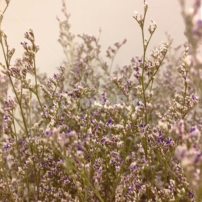 꽃,플라워,근접사진,느낌,따뜻,식물,자연,plants,nature,꽃,flower
