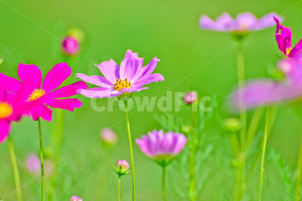 꽃,식물,코스모스,자연,가을,식물,자연,plants,nature,꽃,flower
