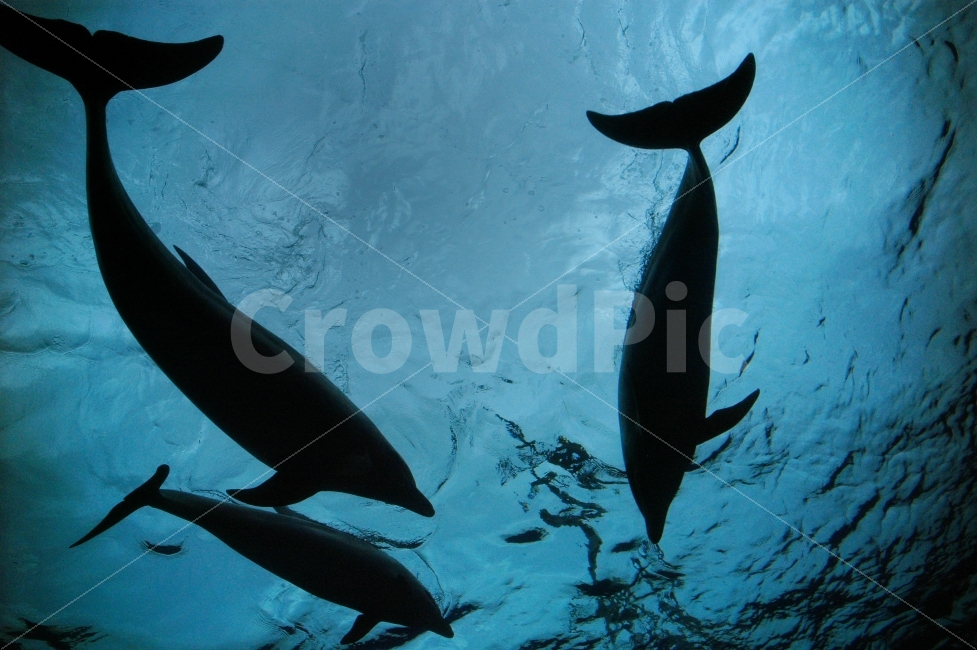 돌고래,바다,수족관,고래,수중,실루엣,누끼,포유류,동물,animal,포유류,mammal,실루엣,그림자,silhouette,shadow