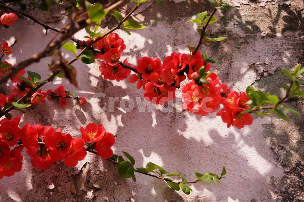 plant,식물,꽃,flower,제라늄