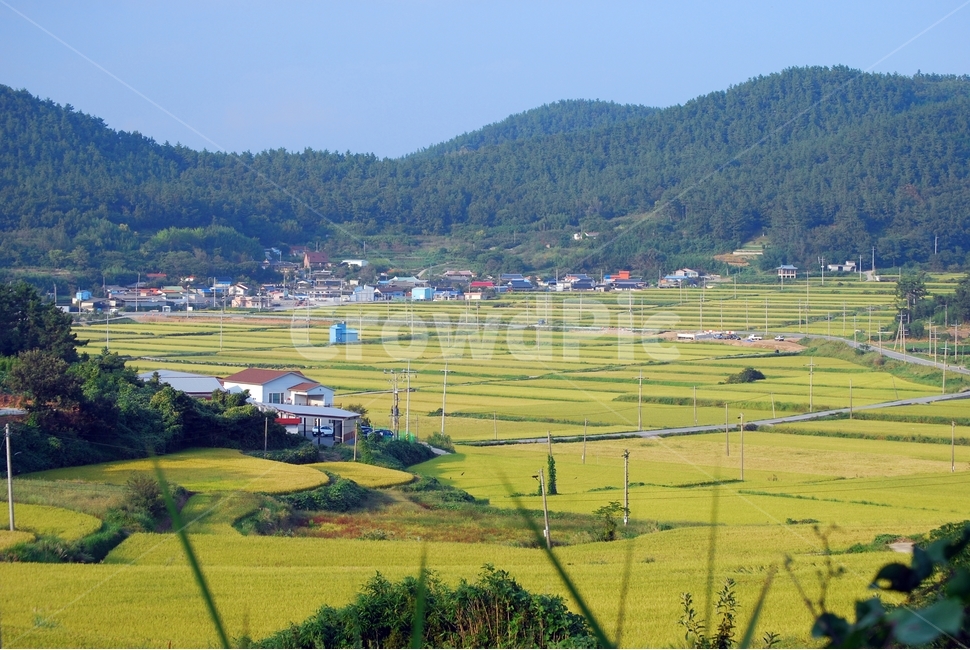 가을,들녘,벼,추수,시골,가을풍경,황금들녘,자연,풍경,nature,landscape,한국자연풍경,한국자연경관,korea nature landscape,시골,마을,country,rural,town,field,들,outdoors,옥외,grassland,목초지