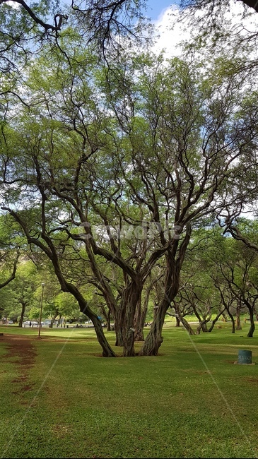 초록,나무,여유,힐링,여름,자연,풍경,nature,landscape,grass,잔디,plant,식물,tree,outdoors,옥외,lawn,park,공원,tree trunk,나무 줄기